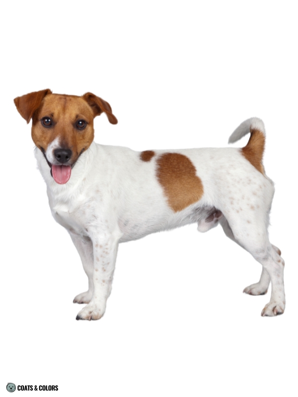 White Coat Dogs extended white spotting example JRT 2