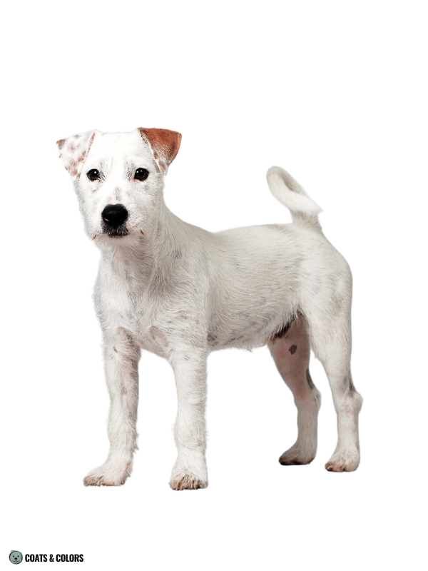 White Coat Dogs extended white spotting example JRT 4