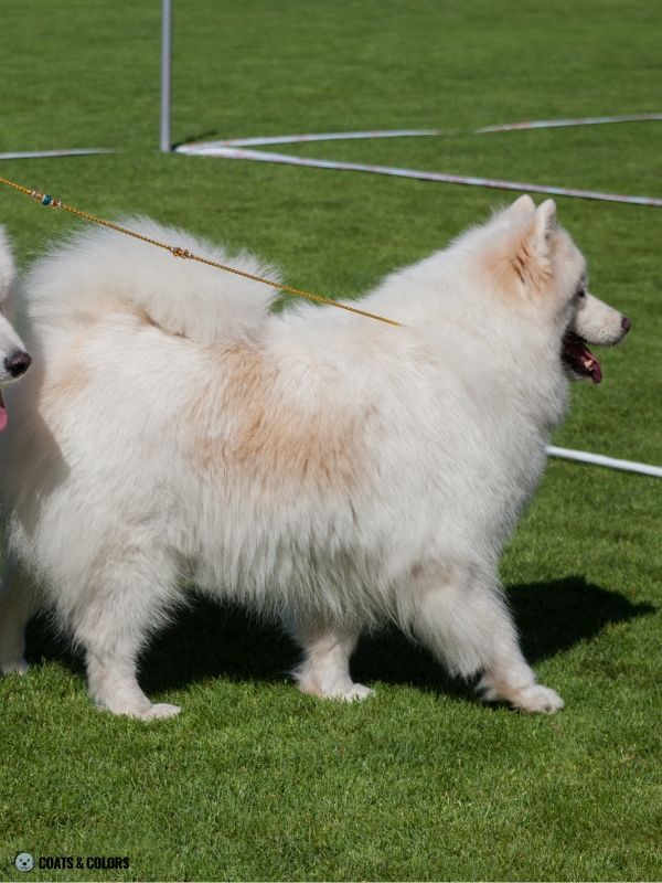 White Coat Dogs piebald Samoyed
