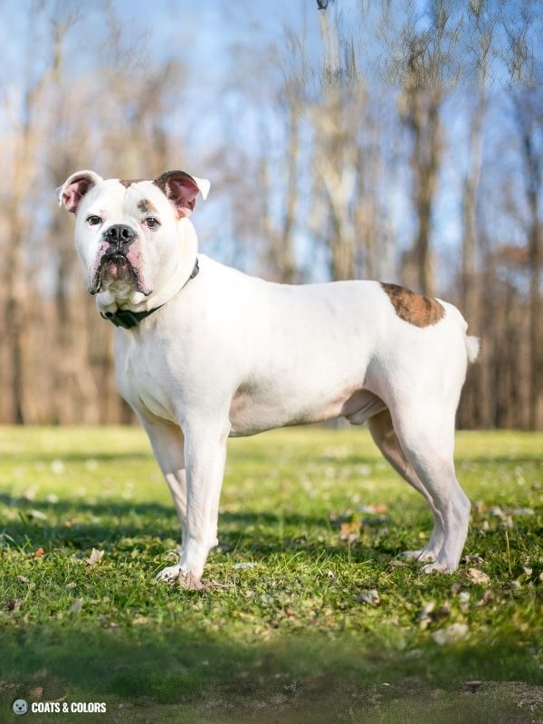 White Coat Dogs piebald pattern