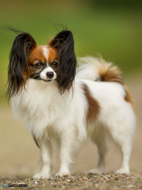 White Coat Dogs piebald trait