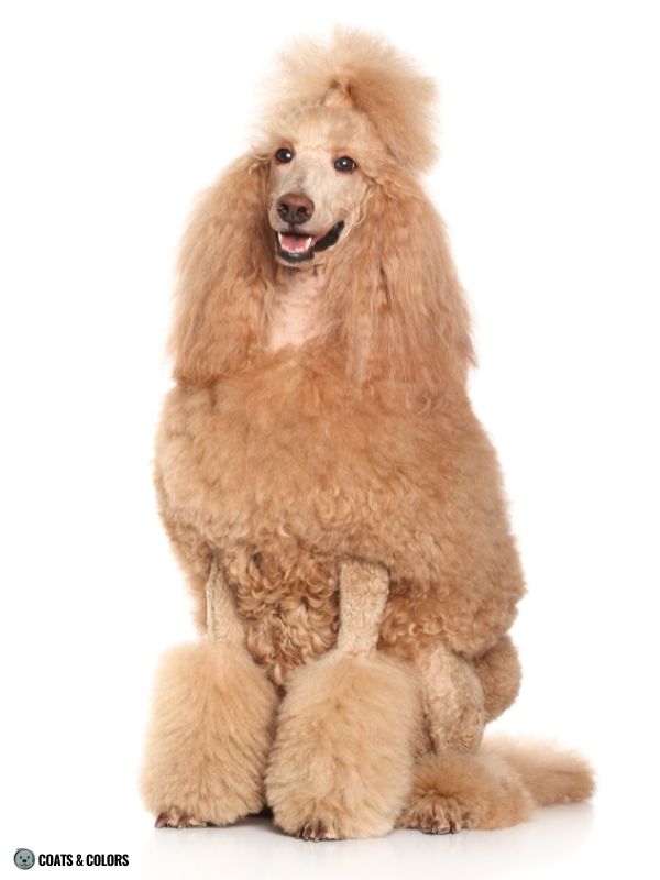 White Coat Dogs poodle example apricot