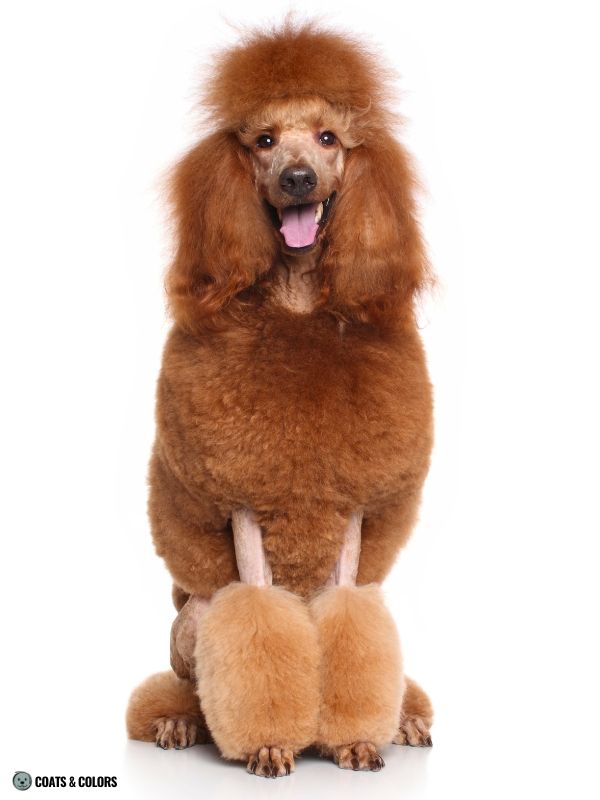 White Coat Dogs poodle example red