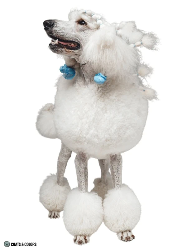 White Coat Dogs poodle example white