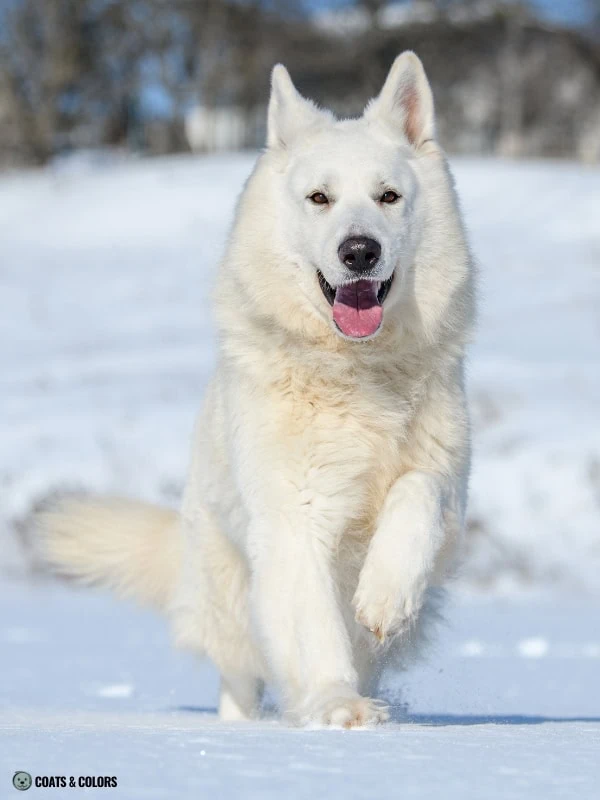 White Coat Dogs red intensity shades 1