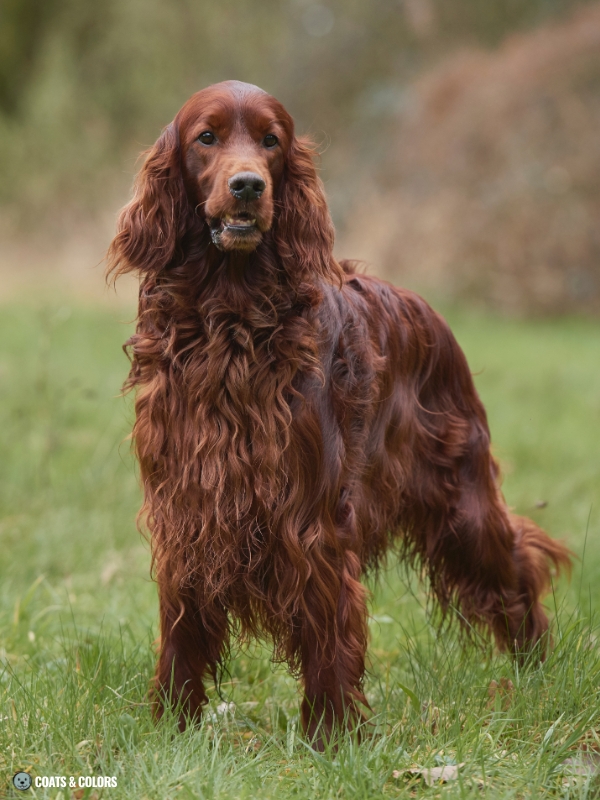 White Coat Dogs red intensity shades 2