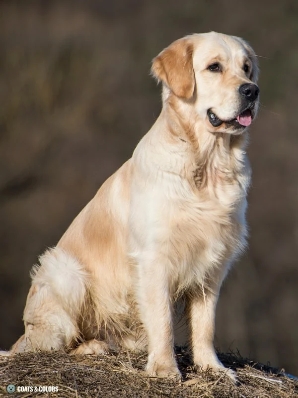 White Coat Dogs red intensity shades 4
