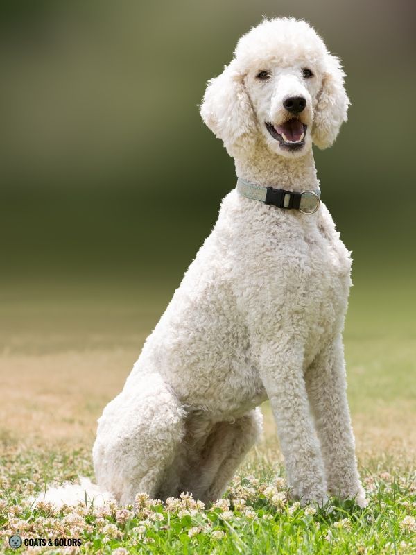 White Coat Dogs white phaeomelanin Poodle