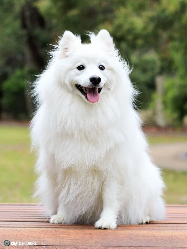 White Coat Dogs white phaeomelanin Spitz