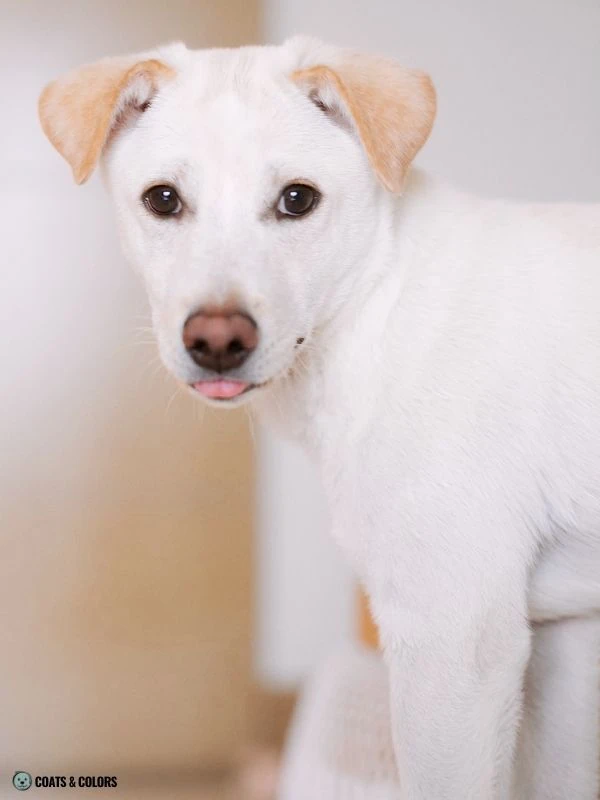 White Coat Dogs white phaeomelanin ear shading
