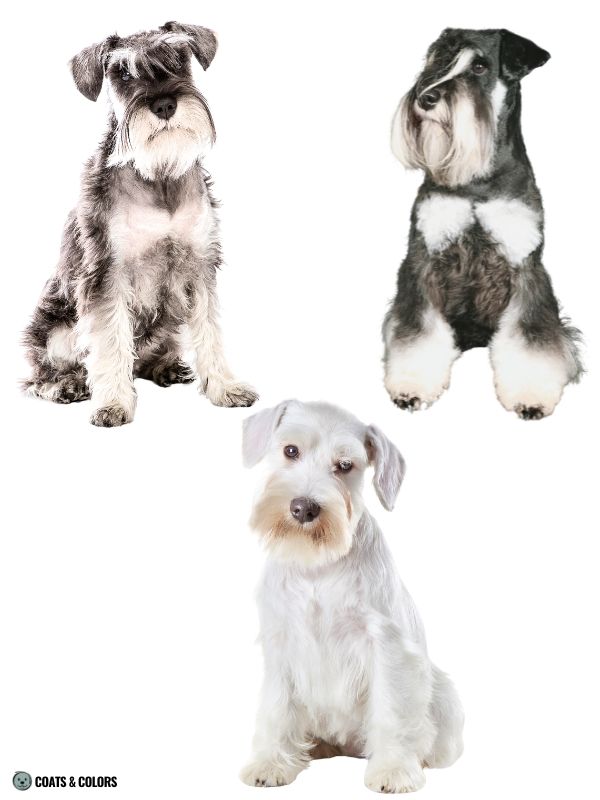 White Coat Dogs white phaeomelanin in Miniature Schnauzers