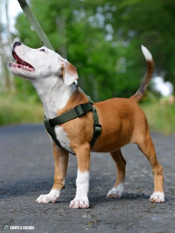 White Coat Dogs whitehead trait