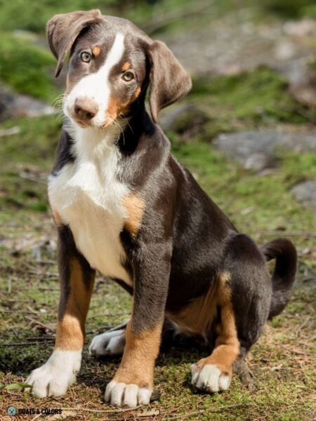 Appenzeller Sennenhund Color Chart | Coats And Colors