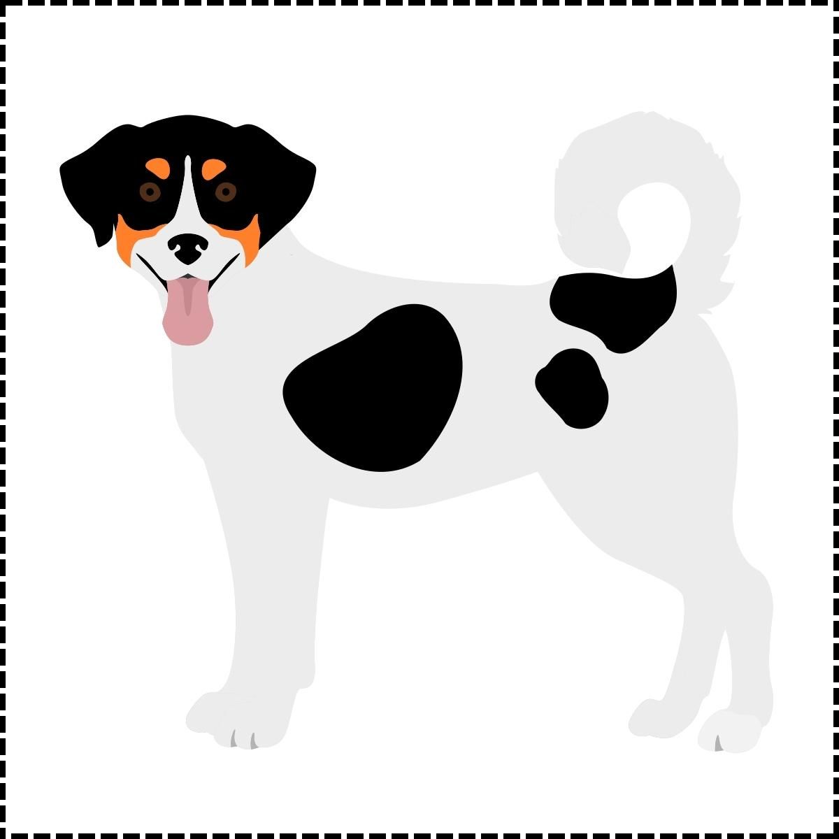 Appenzeller Sennenhund Color Chart piebald