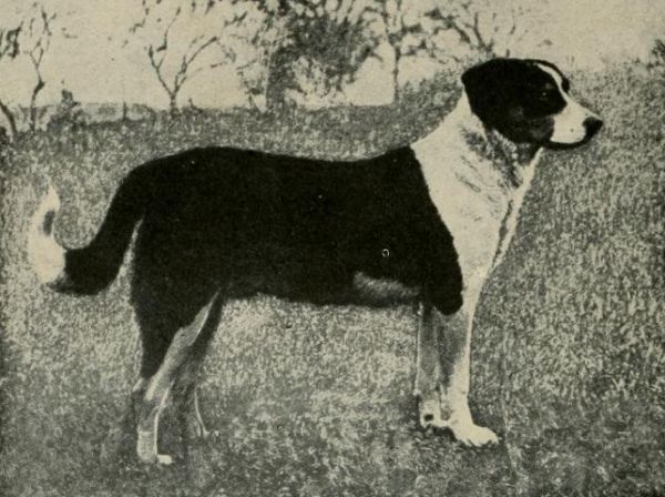 Appenzeller Sennenhund 1921