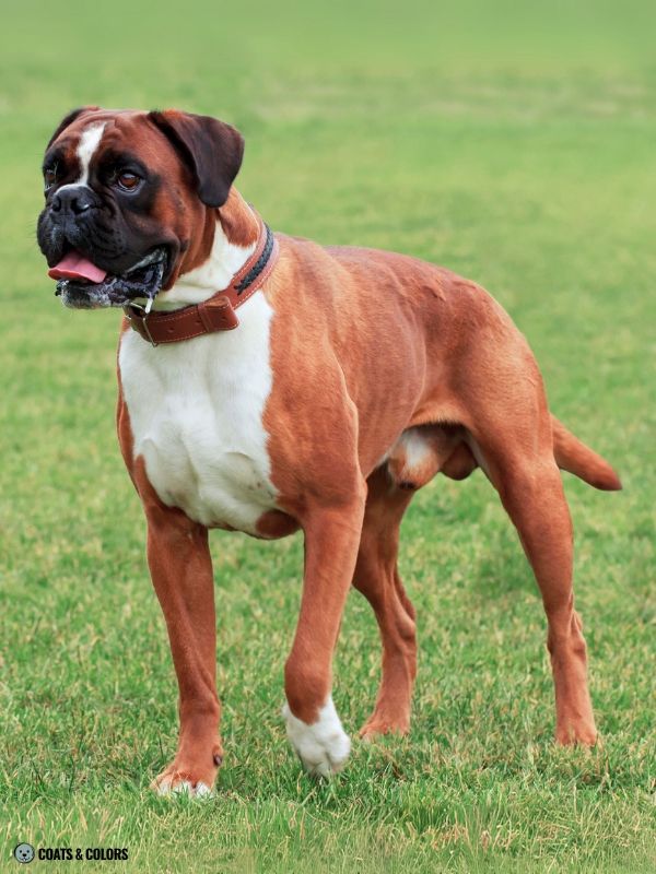 Boxer Color Chart fawn front white flashy