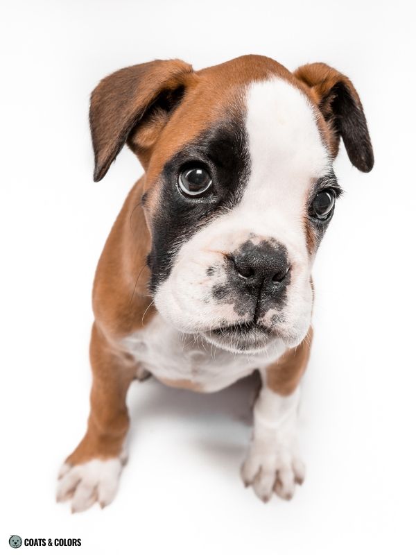 Boxer Color Chart fawn head white flashy