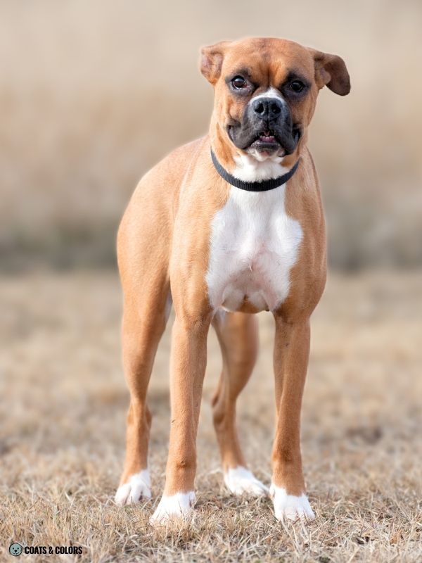 Boxer Color Chart flashy fawn