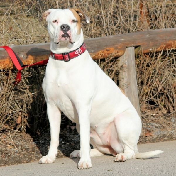 Boxer Color Chart white fawn