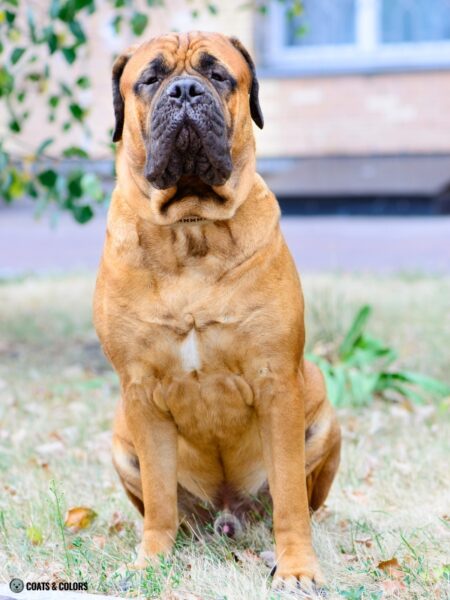 Bullmastiff Color Chart | Coats and Colors