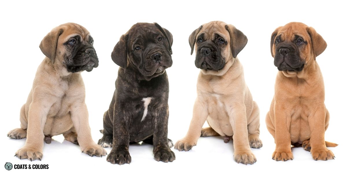 Bullmastiff Color Chart | Coats and Colors