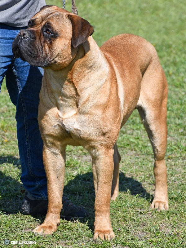 Bullmastiff Color Chart red fawn 1