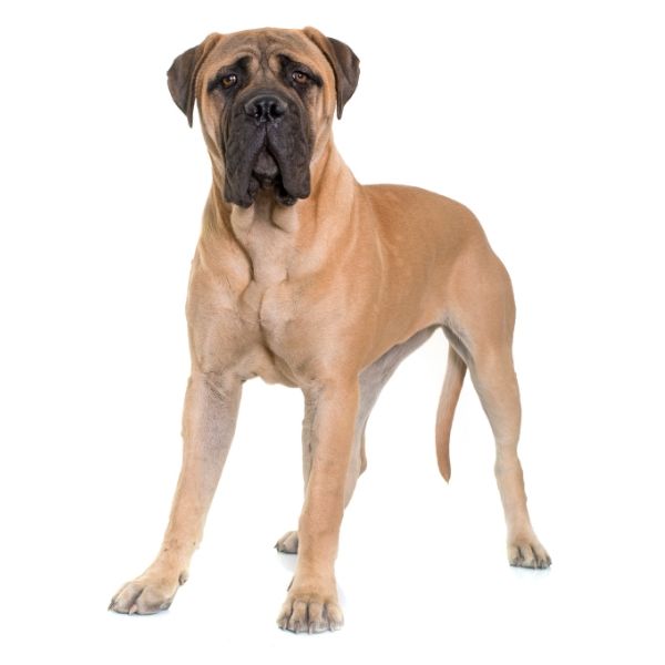 Bullmastiff Color Chart sable fawn red