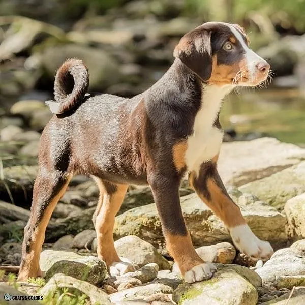 Havana Appenzeller brown tri bb