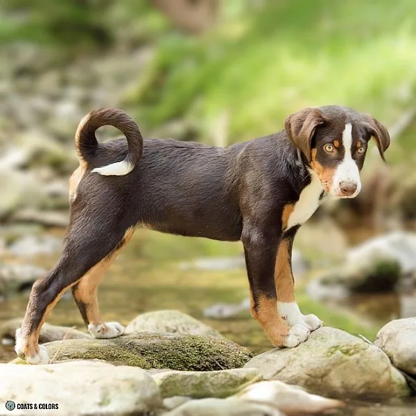 Havana Appenzeller full body