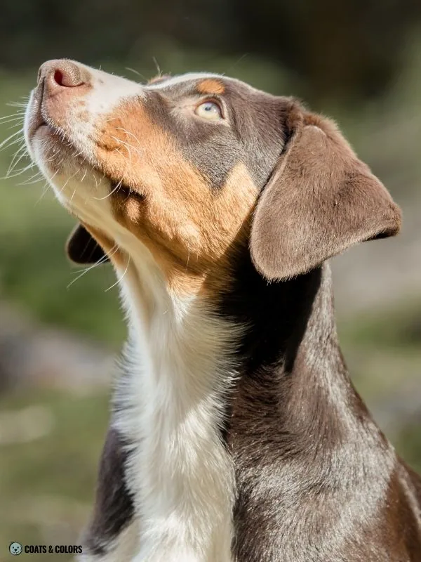 Havana Appenzeller head eyes nose