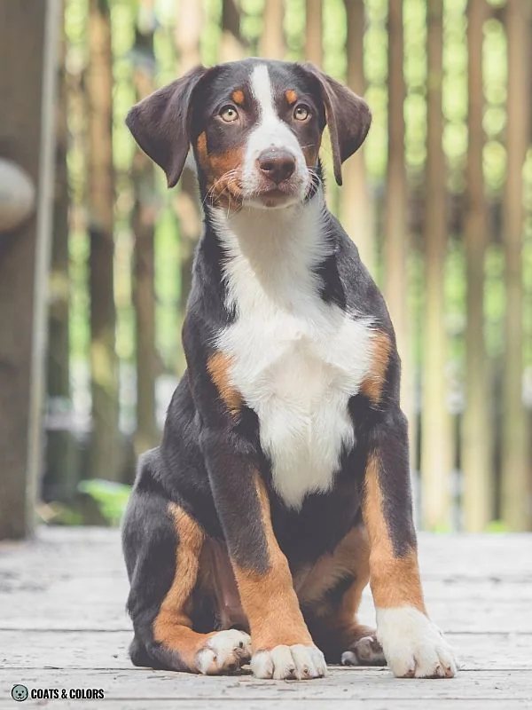 Havana Appenzeller puppy sitting