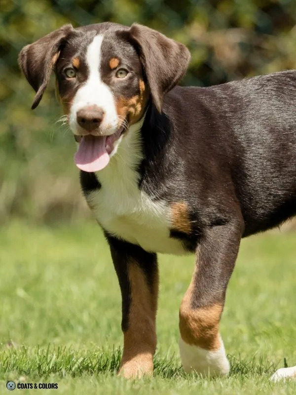 Havana Appenzeller puppy