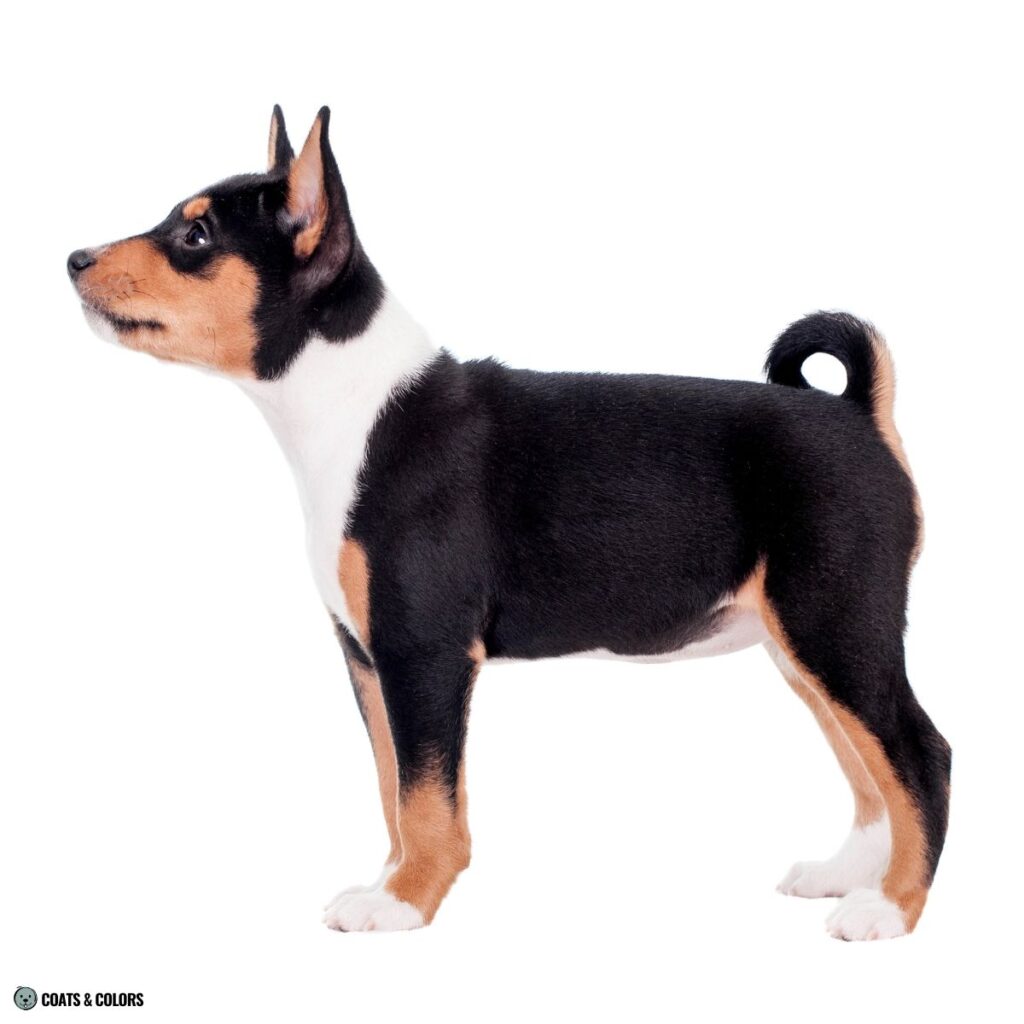 Irish Markings Basenji