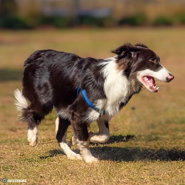 Irish Markings Border Collie lipstick white