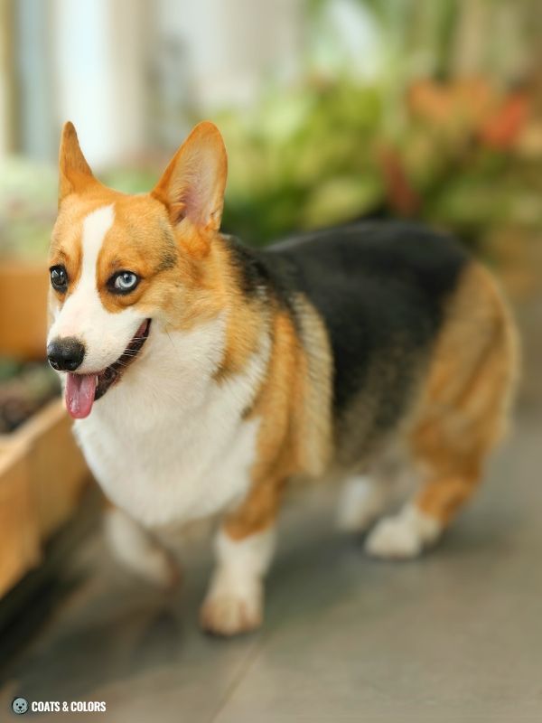 Irish Markings Corgi whitehead