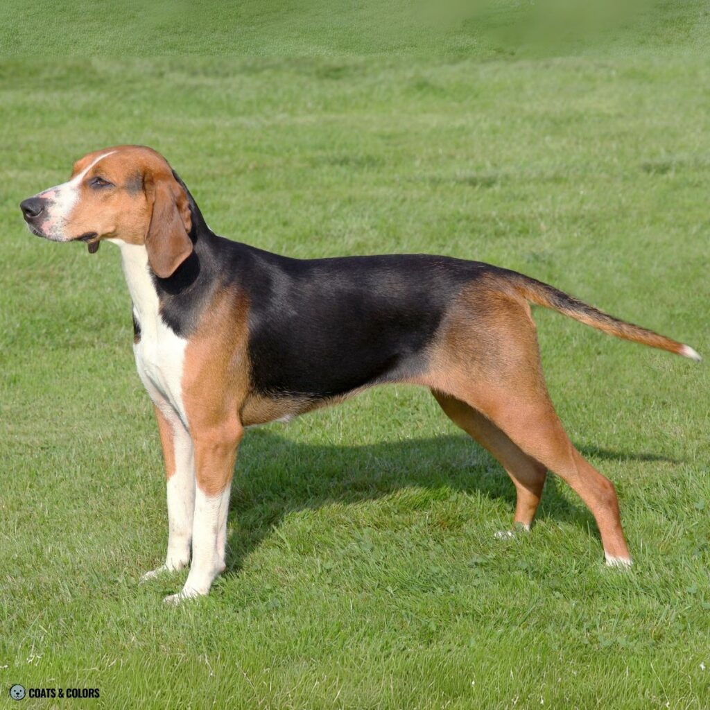 Irish Markings Hamilton Hound