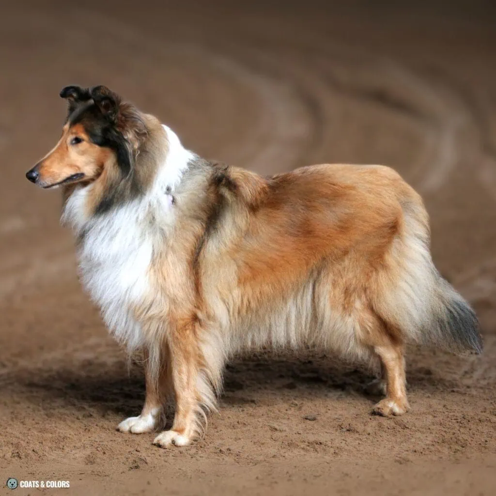 Irish Markings Rough Collie