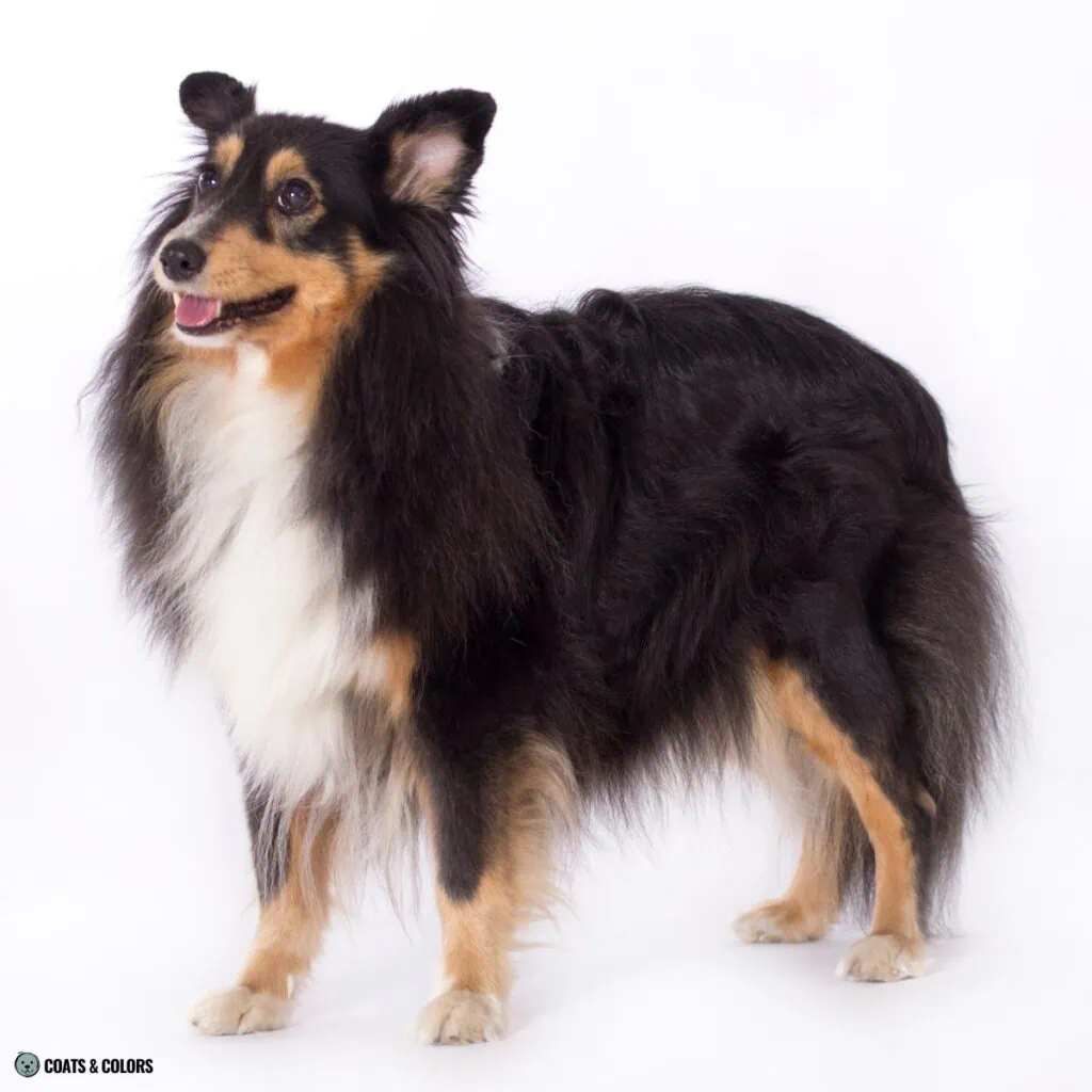 Irish Markings Shetland Sheepdog