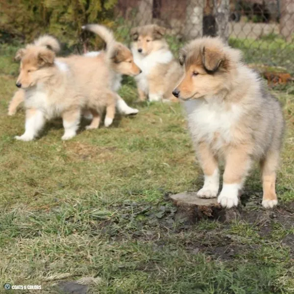 Irish Markings breeding
