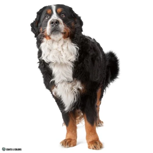 Irish Markings comparison Bernese Mountain DOg front paws not white