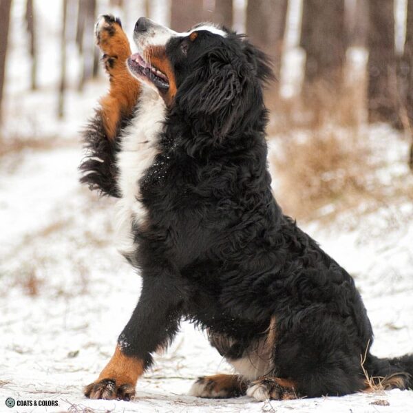 Irish Markings comparison Bernese Mountain Dog paws