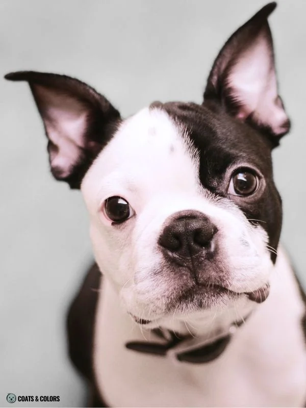 Irish Markings comparison Boston Terrier whitehead