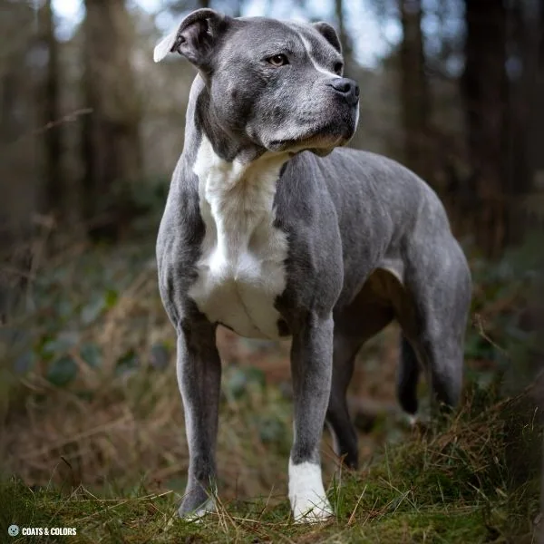 Irish Markings comparison bully type