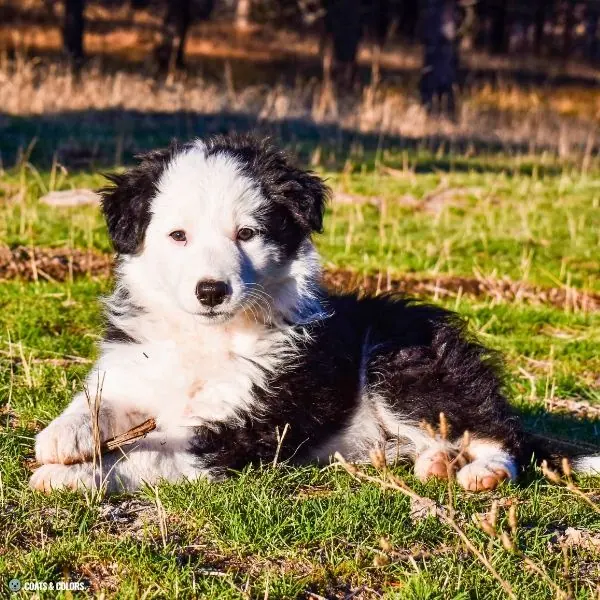 Irish Markings crooked blazes to whitehead puppy