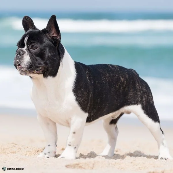 Irish Markings flashy Frenchie