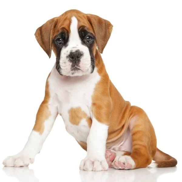 Irish Markings piebald does not breed true Boxer example flashy