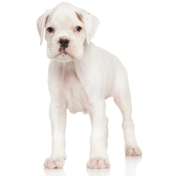 Irish Markings piebald does not breed true Boxer example white