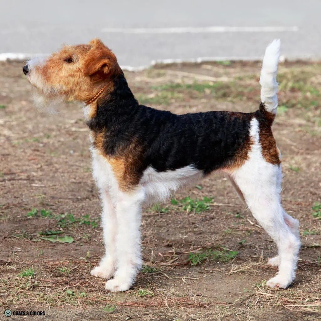 Irish Markings piebald progression 3