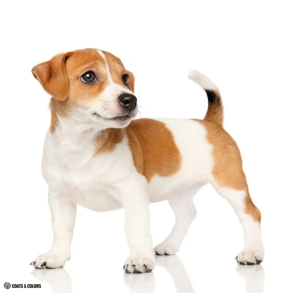 Irish Markings piebald progression 4