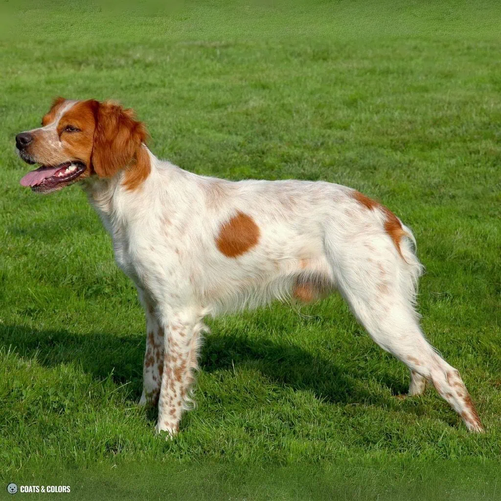 Irish Markings piebald progression 5